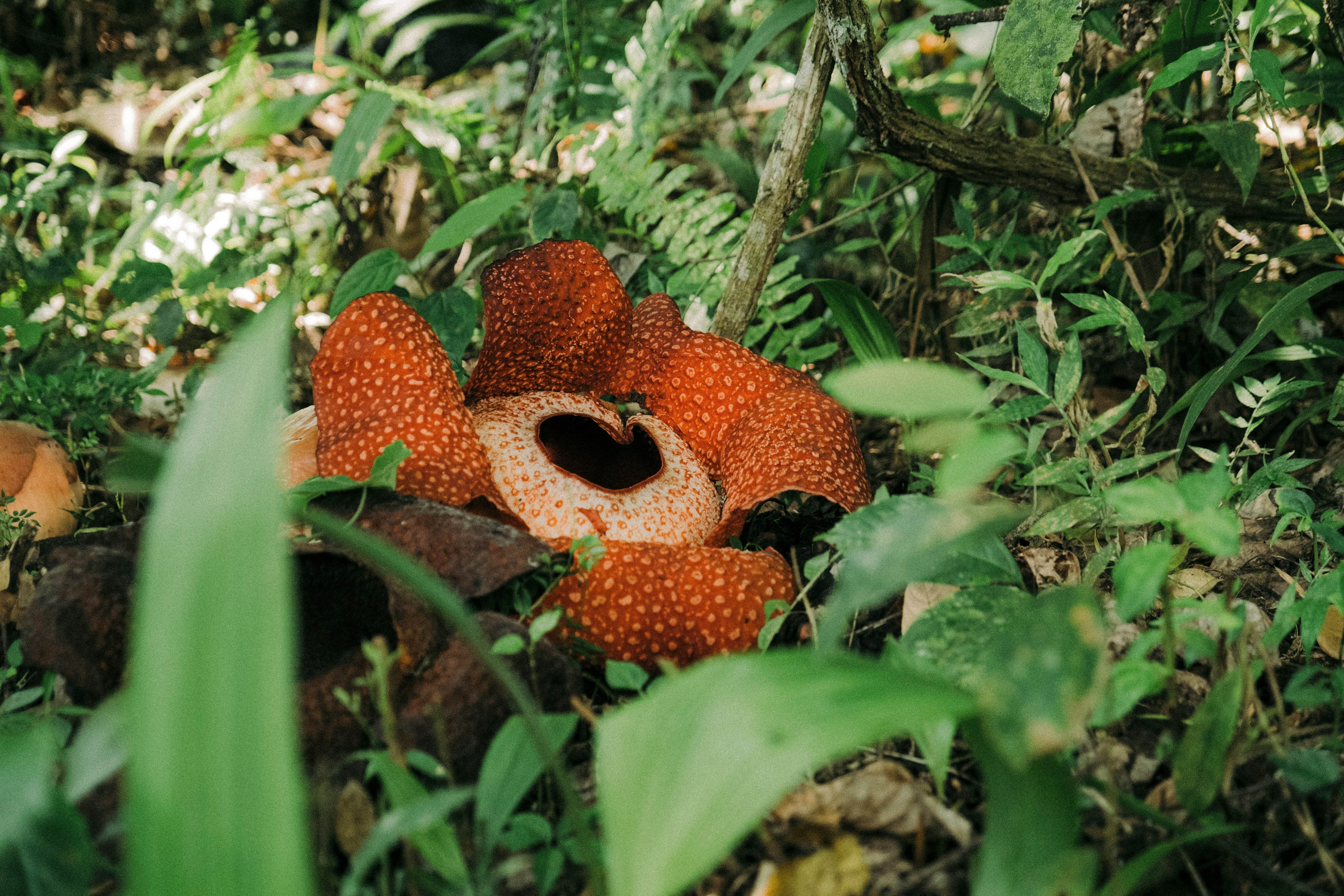 Orangutan in the lush rainforest of Borneo.